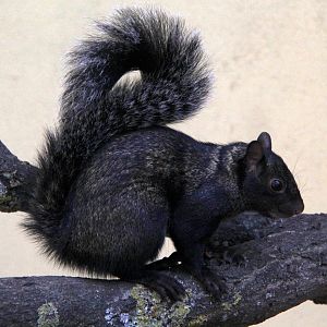 Yucatan squirrel (Sciurus yucatanensis)