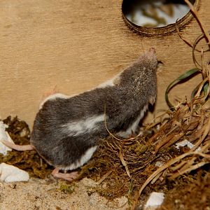 piebald shrew (Diplomesodon pulchellum)