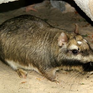 plains viscacha (Lagostomus maximus)