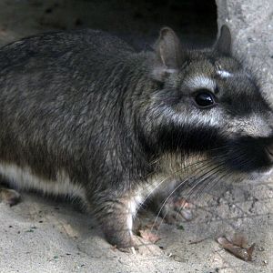 plains viscacha (Lagostomus maximus)