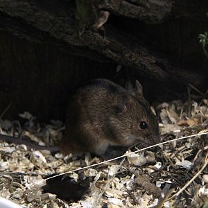 striped field mouse (Apodemus agrarius)