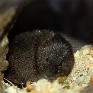 European water vole (Arvicola amphibius)