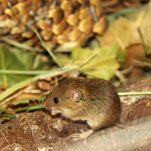 European harvest mouse (Micromys minutus)