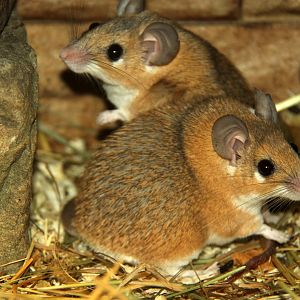 Palestina spiny mouse (Acomys dimidiatus dimidiatus)