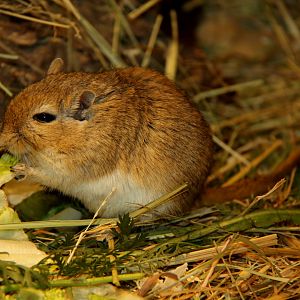 Mongolian gerbil (Meriones unguiculatus)