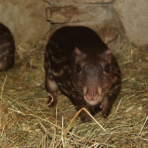 lowland paca (Cuniculus paca)