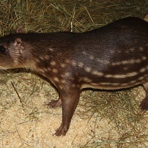 lowland paca (Cuniculus paca)