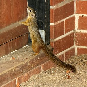 Smith's bush squirrel (Paraxerus cepapi)
