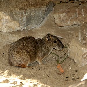 rock cavy (Kerodon rupestris)
