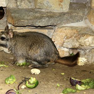 plains viscacha (Lagostomus maximus)