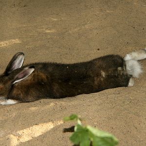 mountain hare (Lepus timidus)