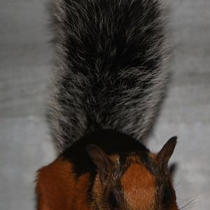 Red flanked variegated squirrel (Sciurus variegatoides atrirufus)