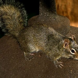Père David's rock squirrel (Sciurotamias davidianus)