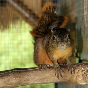 Hoffmann's red-tailed squirrel (Sciurus granatensis hoffmanni)