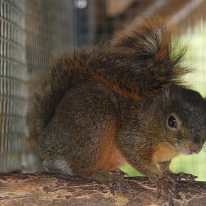 Hoffmann's red-tailed squirrel (Sciurus granatensis hoffmanni)