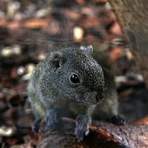 Perny's long-nosed squirrel (Dremomys pernyi)