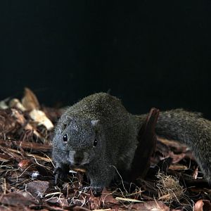 Perny's long-nosed squirrel (Dremomys pernyi)