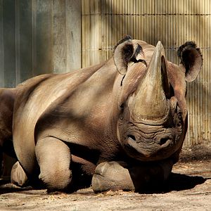South-central black rhinoceros (Diceros bicornis minor)