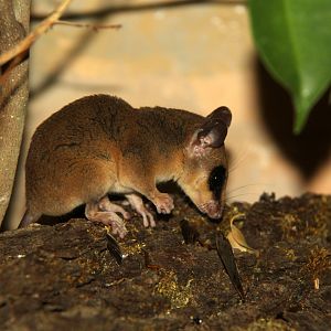 Linnaeus's mouse opossum (Marmosa murina)