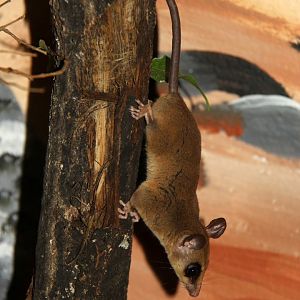 Linnaeus's mouse opossum (Marmosa murina)