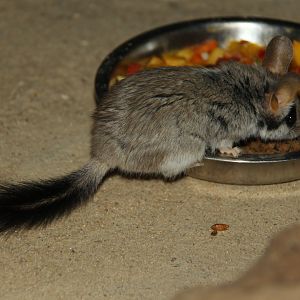 Black tailed garden dormouse (Eliomys melanurus)