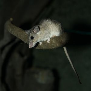 Seurat`s spiny mouse (Acomys seurati)