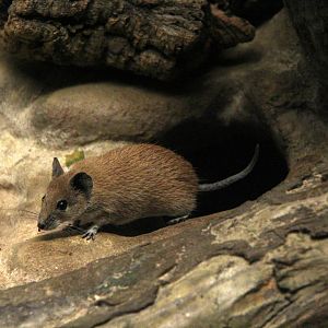 Pale golden spiny mouse (Acomys russatus russatus)