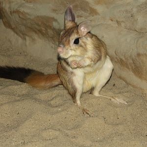 Southern springhare (Pedetes capensis)