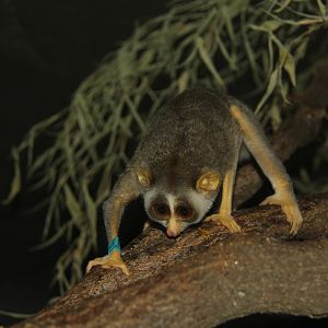 Northern dry zone slender loris (Loris lydekkerianus nordicus)