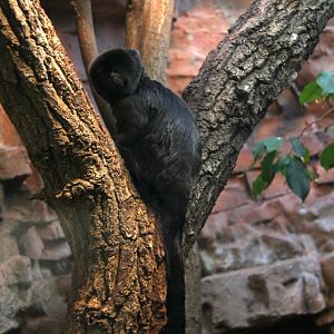 Goeldi's marmoset or Goeldi's monkey (Callimico goeldii)