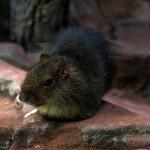 Greenish acuchy (Myoprocta pratti)