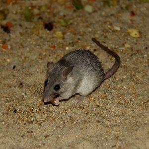 Seurat`s spiny mouse (Acomys seurati)