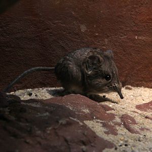 round-eared elephant shrew (Macroscelides proboscideus)