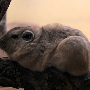 common gundi (Ctenodactylus gundi)