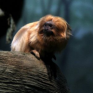 golden lion tamarin (Leontopithecus rosalia)