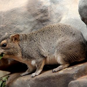 yellow-spotted rock hyrax (Heterohyrax brucei)