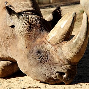 South-central black rhinoceros (Diceros bicornis minor)