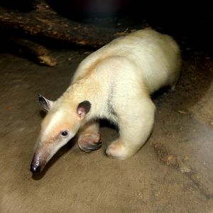 Unstriped or Yellow tamandua (Tamandua tetradactyla nigra)