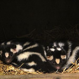 eastern spotted skunk (Spilogale putorius)