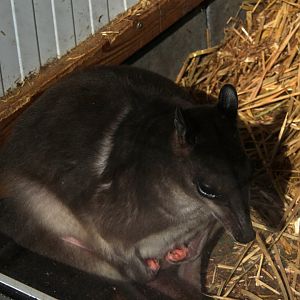 white-striped dorcopsis (Dorcopsis hageni)