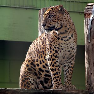 Sri Lankan leopard (Panthera pardus kotiya)