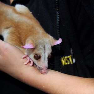 western woolly opossum (Caluromys lanatus)