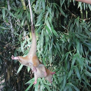 western woolly opossum (Caluromys lanatus)