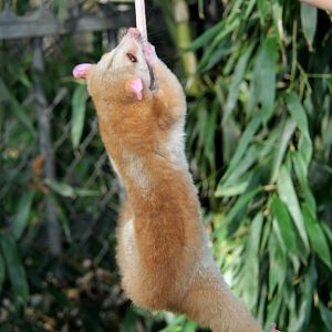 western woolly opossum (Caluromys lanatus)