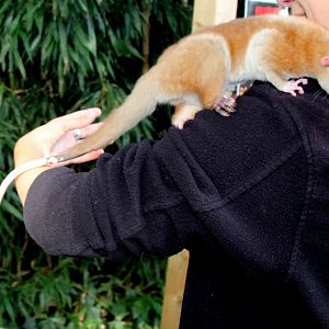 western woolly opossum (Caluromys lanatus)