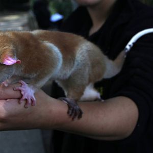 western woolly opossum (Caluromys lanatus)
