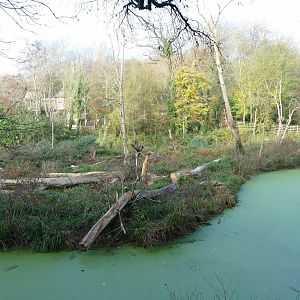 And then there were none... Orang Island, November 2018