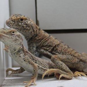 Phrynocephalus species