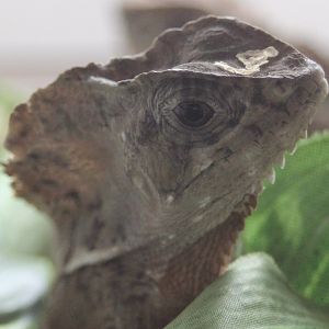 Corytophanus cristatus