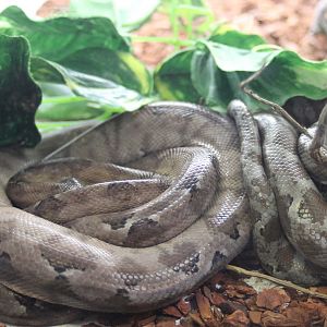 Corallus hortullanus